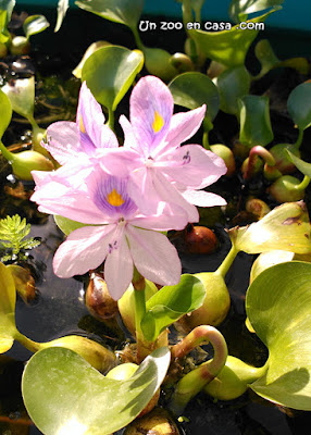 Jacinto de agua (Eichhornia crassipes)