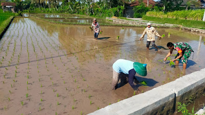 Pahlawan Pangan, Babinsa Kodim 1615/Lotim Tetap Eksis Dampingi Petani