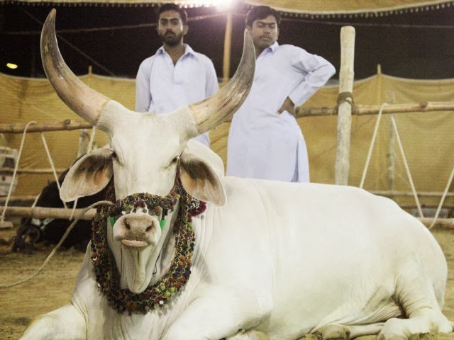Eid-ul-Adha Cows HD Wallpaper Free Download