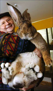 กระต่ายตัวใหญ่ที่สุดในโลก