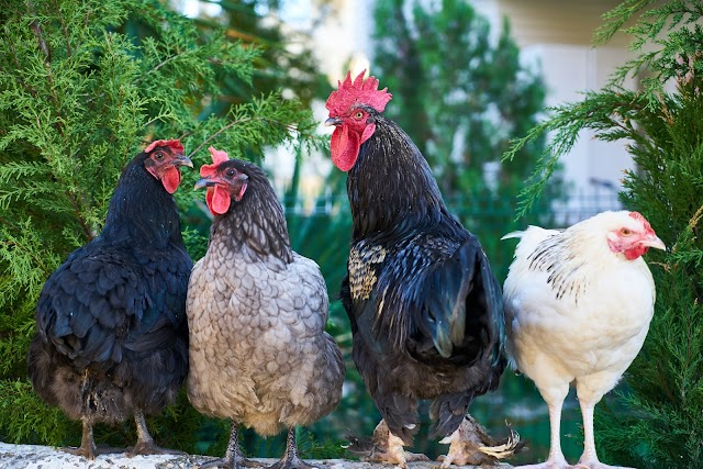 Can chickens glide?