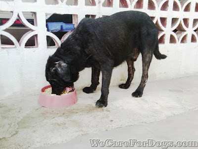 Jordan eating his homemade dog food