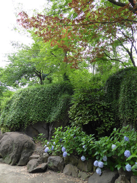 花博記念公園鶴見緑地 花の谷 岩と紫陽花