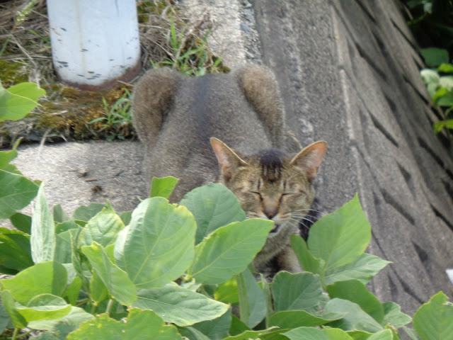 県道305号線の大山佐摩線沿いに猫がいました