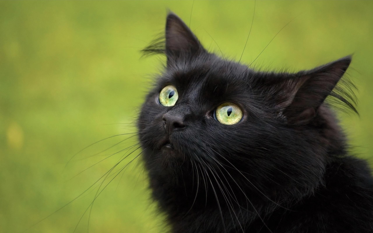 Beautiful Black  Cat  Hd Pictures Wallpapers 2013 