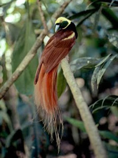 bird of paradise