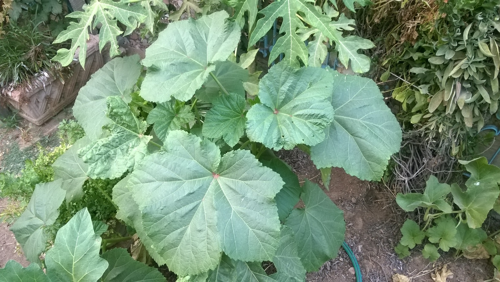 The  growth of okra is often slow, but the plants grow much faster once summer starts .