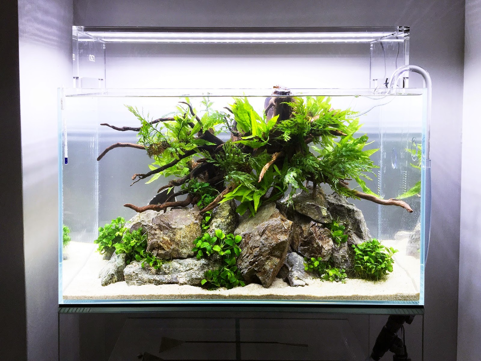 Aquascape Lounge 新規60cm水槽 立ち上げ