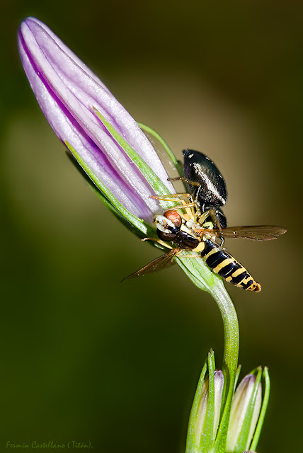 Araña cangrejo y mosca cernidora.