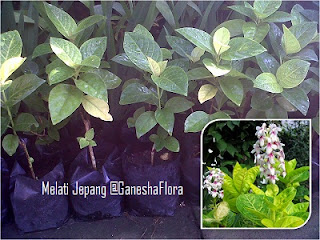 Melati Jepang (Pseuderanthemum Reticulatum)