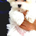 Maltese (dog) - What Does A Maltese Dog Look Like