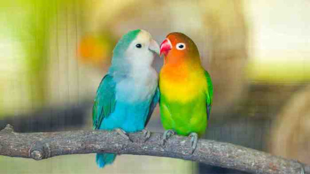 Cara Menjodohkan Burung Lovebird