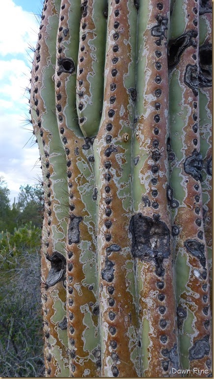 Saguaro NP West_012