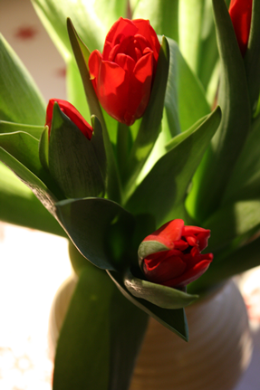 tulipaner