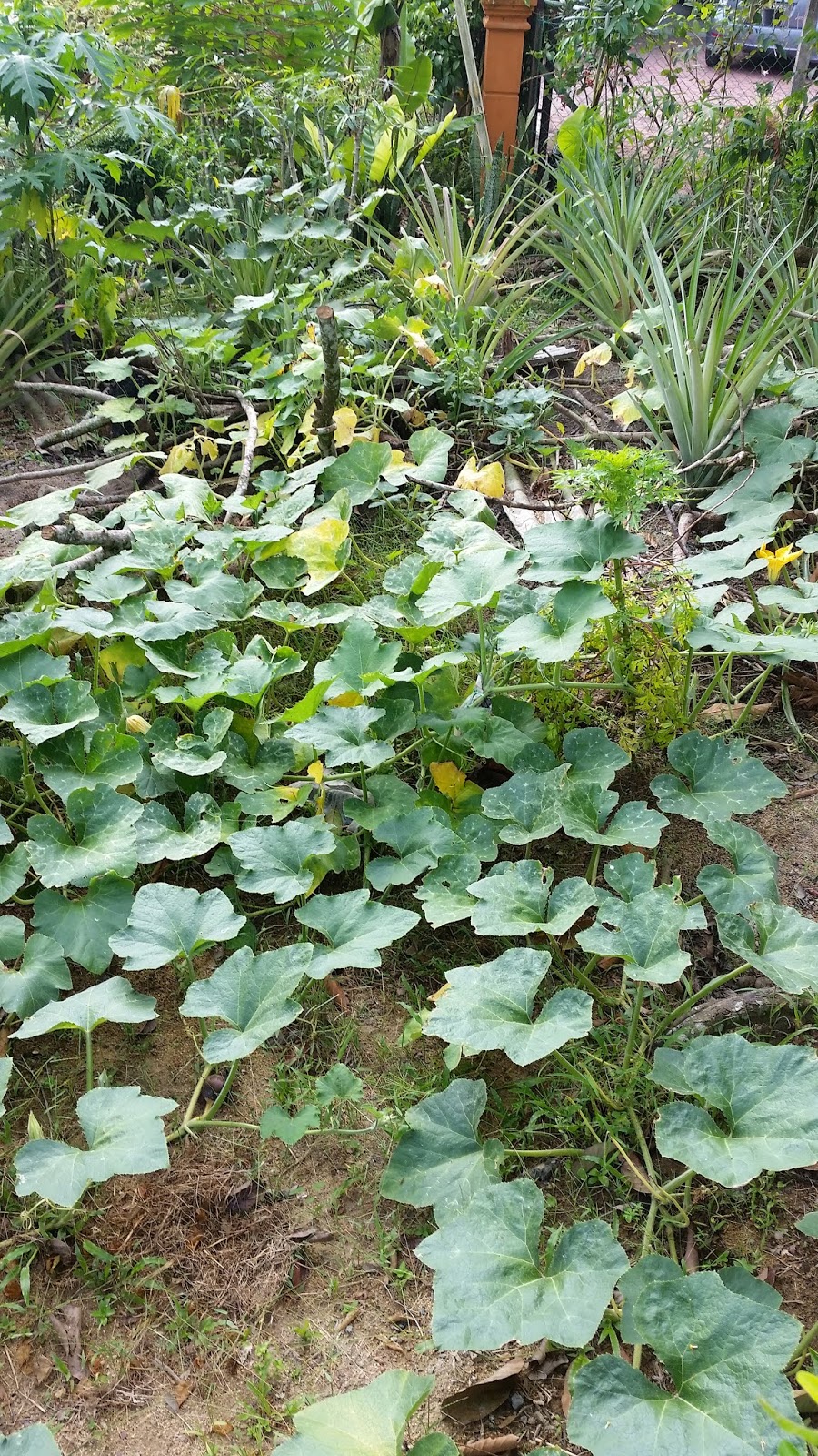 Warisan Petani: Pokok Labu Manis