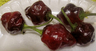 Trinidad Moruga Scorpion Peppers