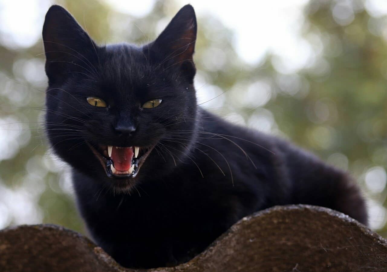Black Cat