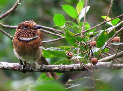 Greater crescent chested Puffbird