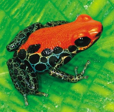 Some really cool photos of poison dart frogs: ©2009 Tammy Yee