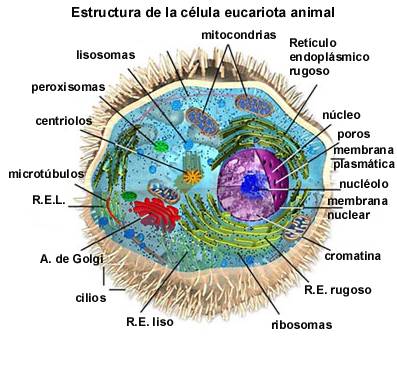 CELULA ANIMAL. ﻿SUS PARTES: