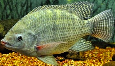 Umpan Jitu Mancing Ikan Nila Mujair Tilapia