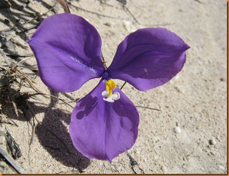 IMG_3958 Patersonia