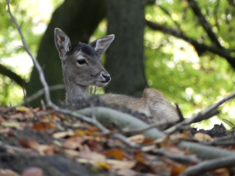 Reh, Wildpark schwarze Berge