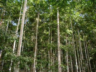 Pohon Lontar EKOGEO MENGENAL TANAMAN HUTAN TROPIS DAN SAVANA INDONESIA