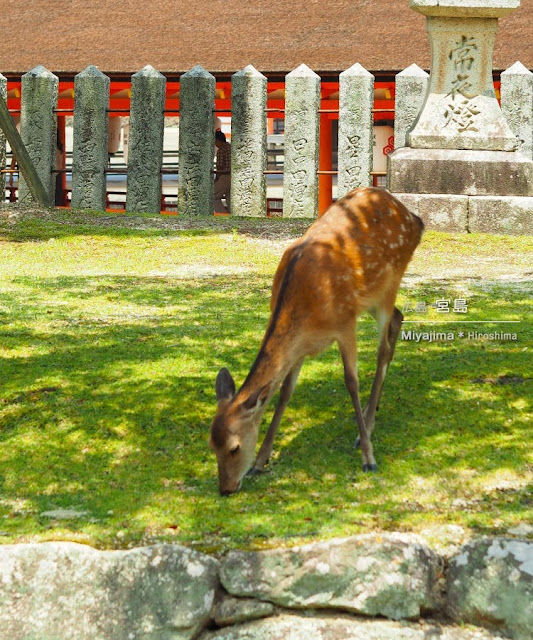 厳島神社のそばの川沿いにいる鹿