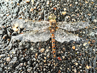 dragonfly photo by kea