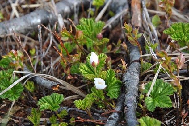 Blåfjell 004