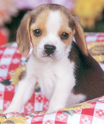 beagles for sale. Finding eagles for sale is a