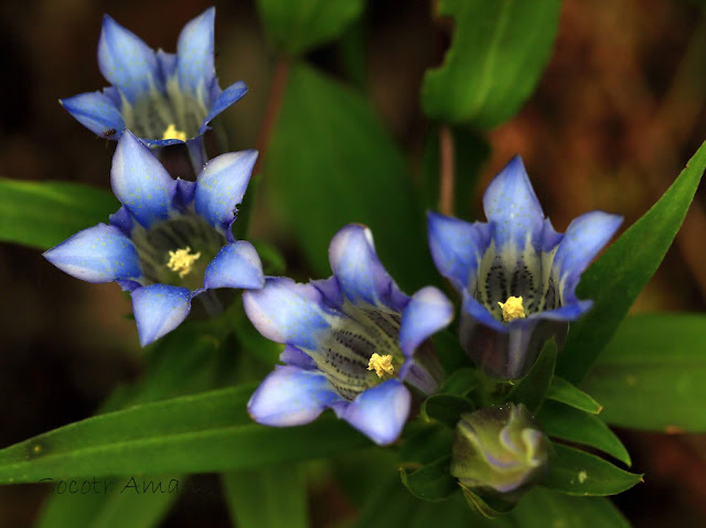 Gentiana scabra