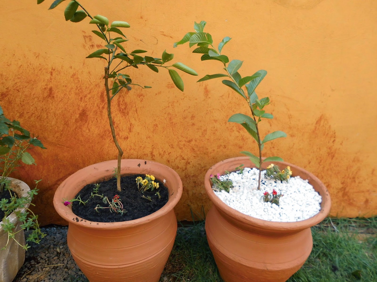 Veja 10 árvores frutíferas para plantar em vasos BOL Notícias Uol