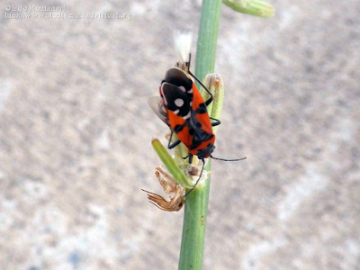 http://www.biodiversidadvirtual.org/insectarium/Lygaeus-sp.-img827932.html