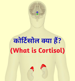 कोर्टिसोल (cortisol)