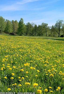 maskrosor, maskros, rosor, på, maskerad