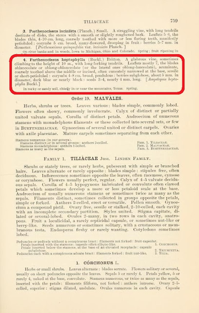 Описание девичьего винограда семилисточкового (сделано Натаниэлем Лордом Бриттоном) в работе американского ботаника Джона Смолла (англ. John Kunkel Small, 1869-1938 гг.) «Flora of the Southeastern United States» (1913 год, второе издание, стр. 759)