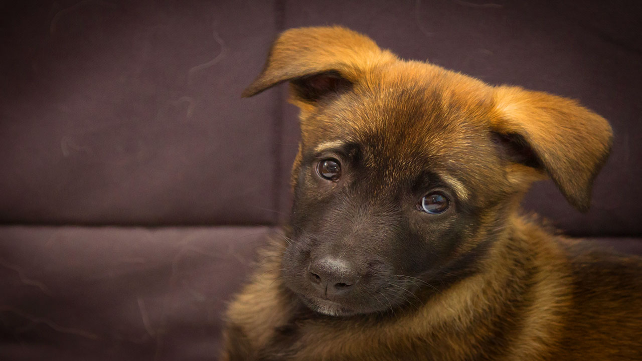 Berger malinois