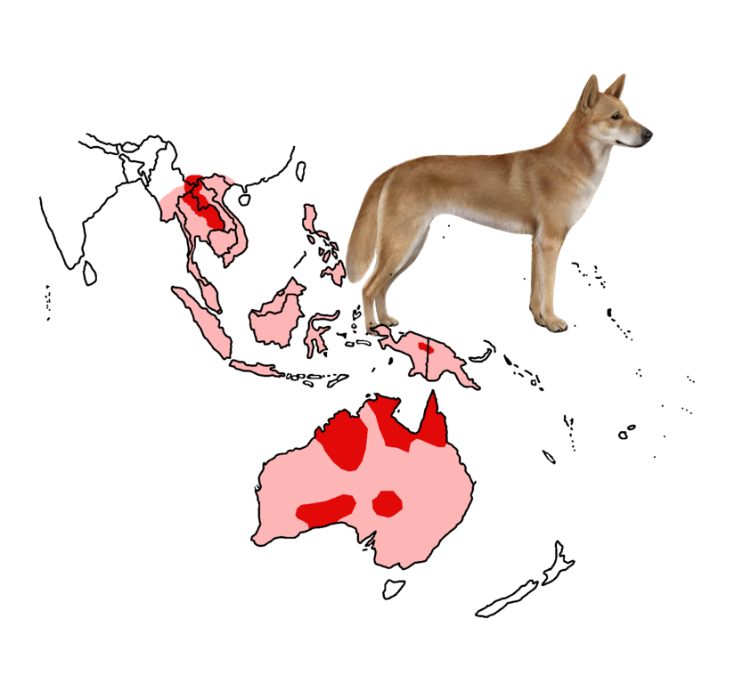 Países Com Mais Dingo no Mundo (Canis Lupus Dingo)