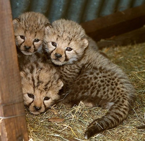 pictures of tigers and cubs. Cheetahs Cubs, Tigers Cubbs