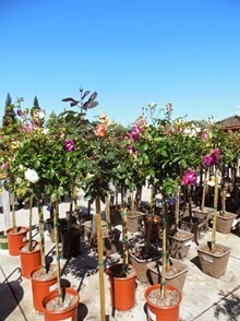 DSCN0100