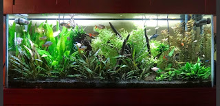 Planted freshwater aquarium with premium LED lighting