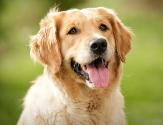 Descriptive Text about My Pet Golden Retriever Dog
