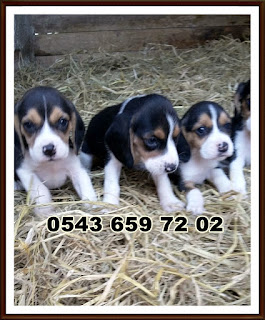  satılık beagle yavruları, satılık yavru beagle, bursada köpek çiftliği, satılık beagle yavruları istanbul, satılık beagle yavruları çanakkale, satılık beagle yavruları eskişehir, satilik beagle yavrulari, satılık beagle yavruları ankara, satılık beagle yavrusu bursa, satılık beagle yavruları antalya, satılık beagle yavrusu muğla, satilik beagle yavruları izmir, sahibinden satılık beagle yavruları, satılık beagle yavruları edirne, satilik beagle yavrulari tekirdağ