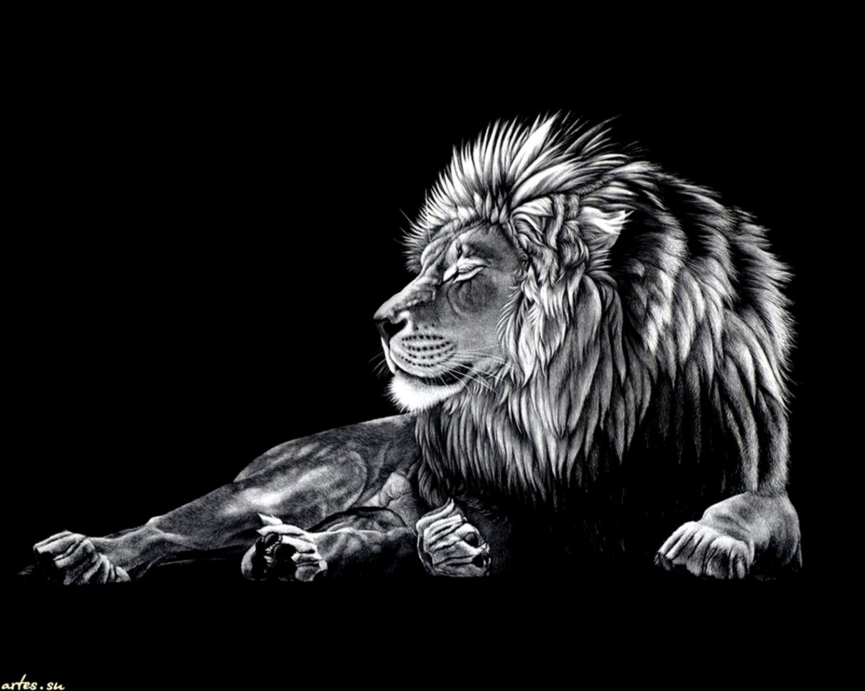 Black White Lion King Wallpaper Wallpapers Epic