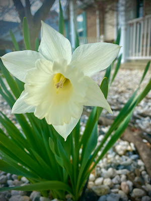 daffodil photo by mbgphoto