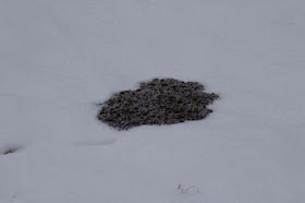 close-up of fresh pocket gopher mound 