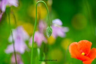 Makrofotografie Klatschmohn Olaf Kerber