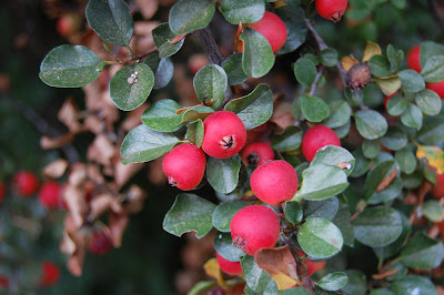 Red berries.